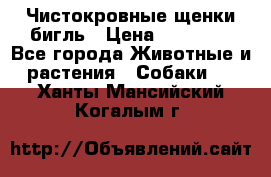 Чистокровные щенки бигль › Цена ­ 15 000 - Все города Животные и растения » Собаки   . Ханты-Мансийский,Когалым г.